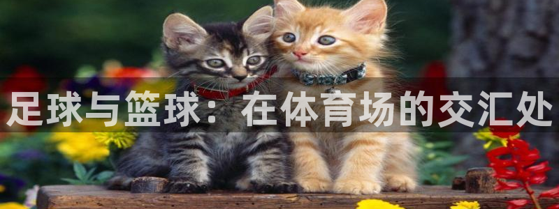 MK体育官方正版app娱乐下载：足球与篮球：在体育场