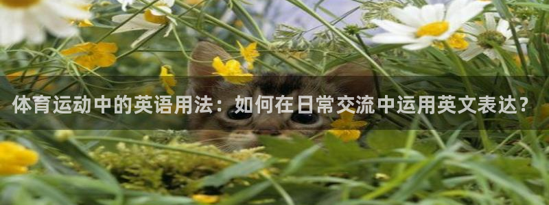 注册MK体育官方正版app：体育运动中的英语用法：如何在日常